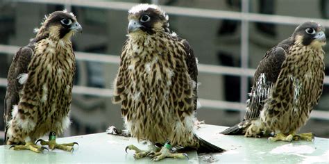 Peregrine Falcon