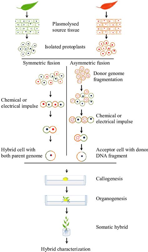 Somatic Hybridization - Biology Ease