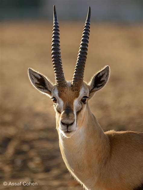 gazelle - null | Wildlife animals, Gazelle, Strongest animal