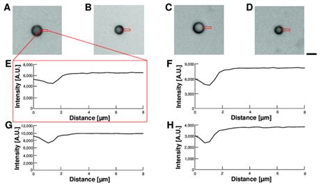 Comparision of permeability of empty alginate microcapsules in various ...