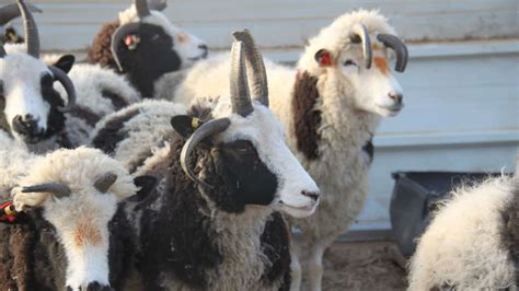 Jacob Sheep: Get to Know This Old-World Sheep Breed