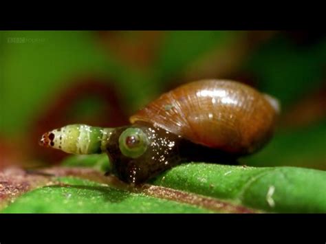 Believe it or not, this snail has two micro -parasites living in its ...