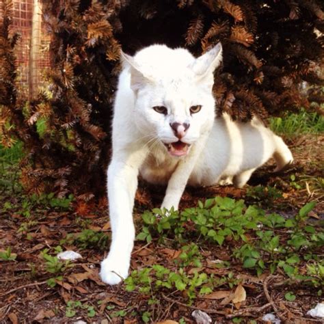 White Serval at Big Cat Rescue | Wild cats, Big cat rescue, Serval cats