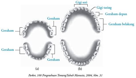 Struktur dan Fungsi Gigi pada Manusia