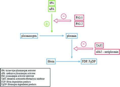 Schematic representation of the fibrinolytic system. | Download ...