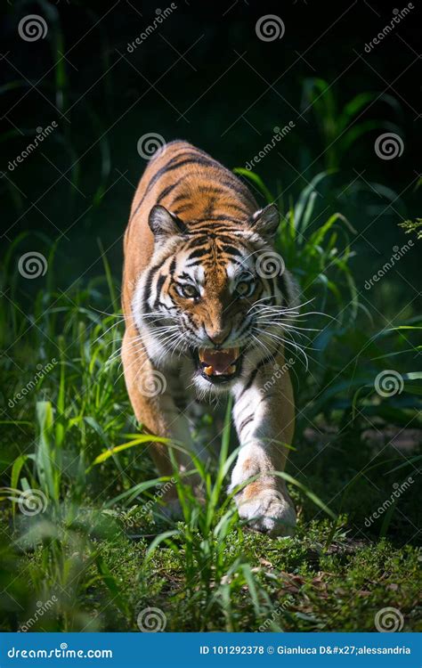 Tiger`s attack stock photo. Image of attack, visit, hunting - 101292378