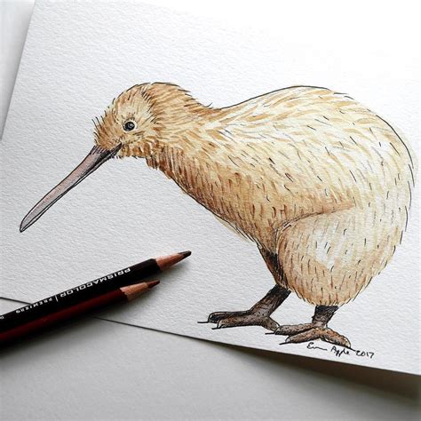 A Little Spotted Kiwi. 14 of 15 in the NZ Bird series I did as thank ...