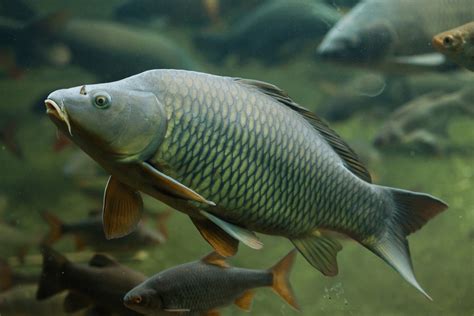 Common Carp Facts - CRITTERFACTS