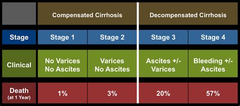 Liver Cirrhosis Stages