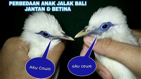 Gambar Burung Jalak Bali Jantan - Gambar Burung