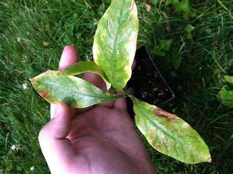 Baobab (Adansonia digitata) leaves discolored. Please help! Info in ...