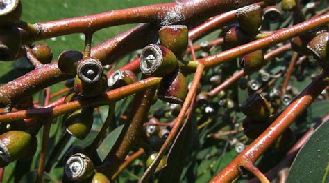 Eucalyptus fruit capsules with operculum | Eucalyptus fruit … | Flickr