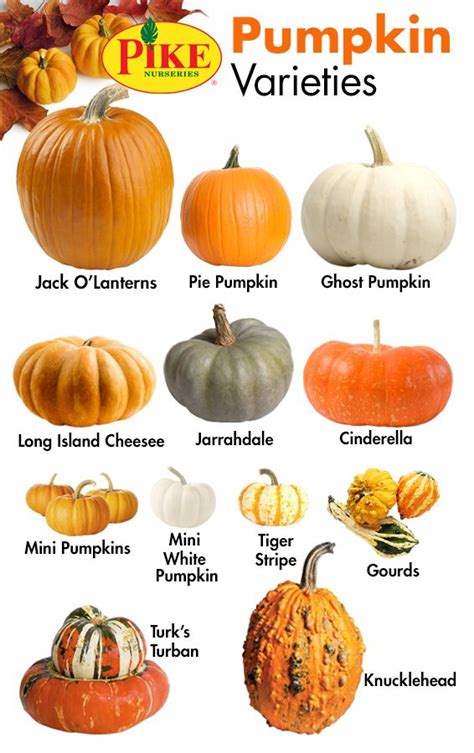 pumpkin varieties with their names and pictures