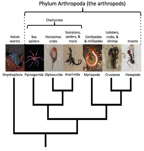 Arthropods Classification : Phylum Arthropoda Characteristics And ...