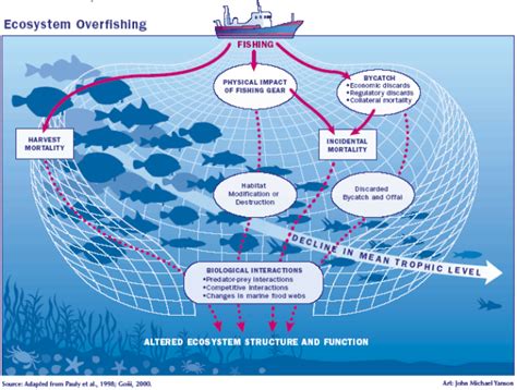 What is Overfishing - Panic in the North Atlantic