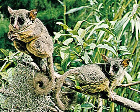 Galago - Bush Baby, Tiny African Primate | Animal Pictures and Facts ...