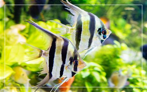 Freshwater Angelfish Types | vlr.eng.br