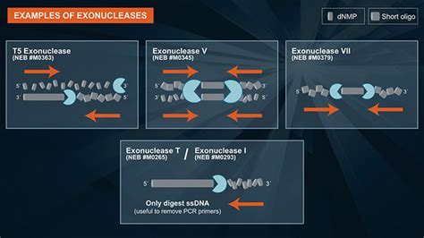 DNase I (RNase-free) | NEB