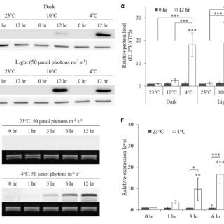 | Western blot (A, B) and Northern blot (D, E) analysis showing ...