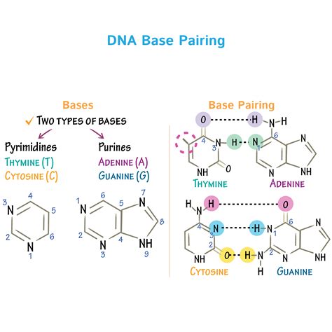 Cell Biology Glossary: DNA Base Pairing | Draw It to Know It