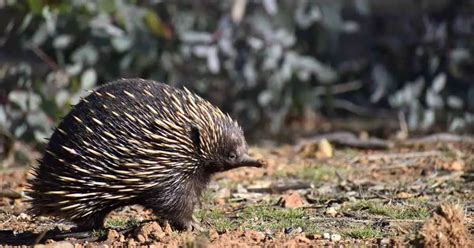 Echidna Behavior - AnimalBehaviorCorner