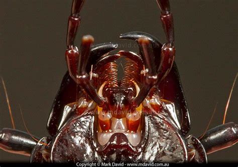 17 best Mouth Parts images on Pinterest | Ant, Ali and Ants