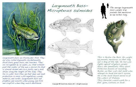 Heidi Emily Adams Illustration: Largemouth Bass... and a Lesson on ...