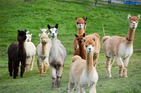 Alpaca Farm Photos | One Year on the Road