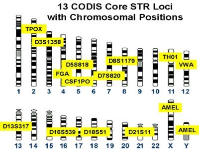 Use of DNA Profiles in Law Enforcement - How DNA Profiling Works ...