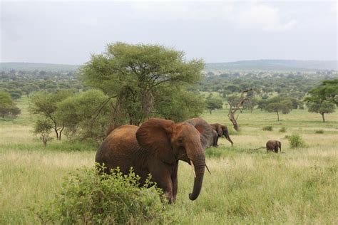 6 Days Tanzania Wildlife Safari - Roots Tours & Travel