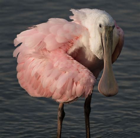 Roseate Spoonbills in South Carolina — The Naturalist's Notebook