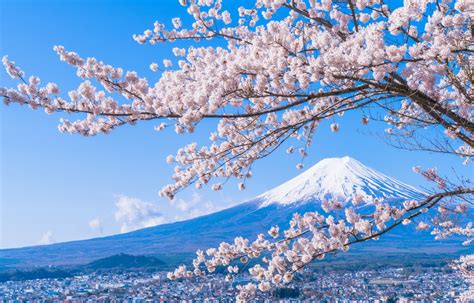 Updated 2019 Cherry Blossom Forecast! | All About Japan