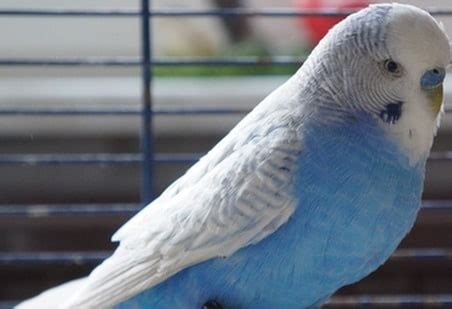 106 Good Blue Budgie Names You Will Enjoy - Feathered Buddies