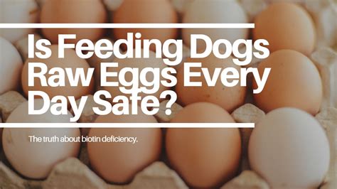 How Feeding Dogs Raw Eggs Every Day Can Cause a Biotin Deficiency ...