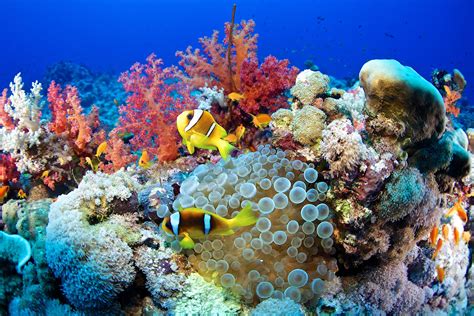 12 Gorgeous Animals of the Coral Reef in 2021 | Red sea diving, Red sea ...