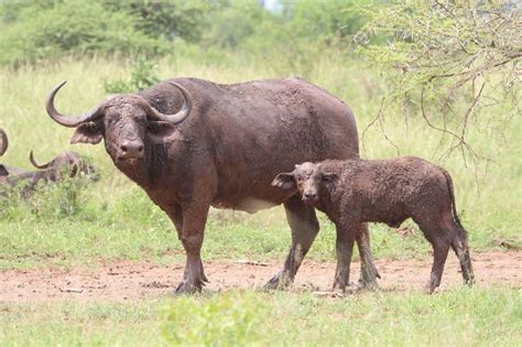 Full of mud | Animals wild, Animals, Kruger national park