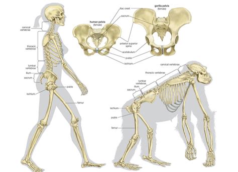 Gorilla Vs Human