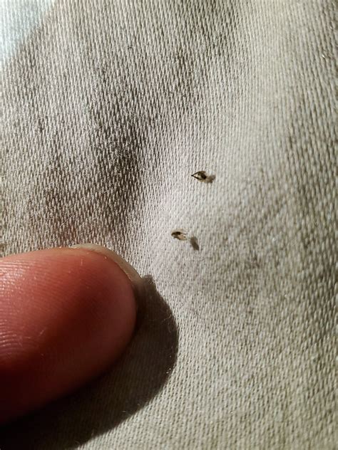 Tiny Brown Flying Bugs In Bedroom | Psoriasisguru.com