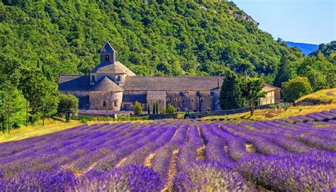 Visiting The Provence Lavender Fields In France | Rough Guides