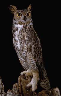 Great Horned Owl in Alabama | Great horned owl, Owl, Horned owl