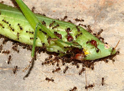 Ants Eating a Grasshopper | In Kasese, Uganda | cowyeow | Flickr