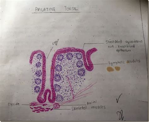 Histology Slides Database: Palatine tonsil high resolution histology ...