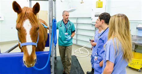 Equine Vet Schools In California – CollegeLearners.com