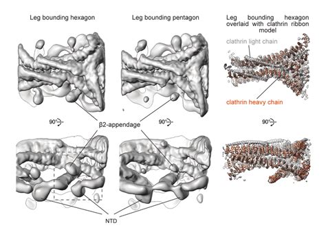 The structure of clathrin on coated membranes. | Download Scientific ...