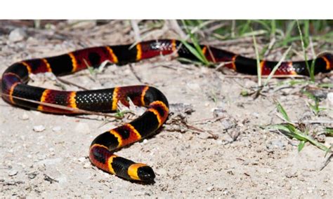 Coral Snake Rhyme: The One Rhyme to Avoid Venomous Snakes - A-Z Animals