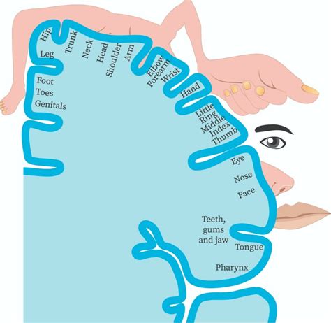 Cortical Homunculus Model - Infoupdate.org