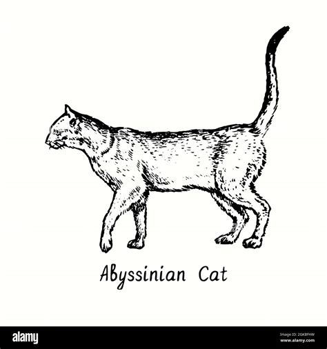 Abyssinian Cat standing side view. Ink black and white doodle drawing ...