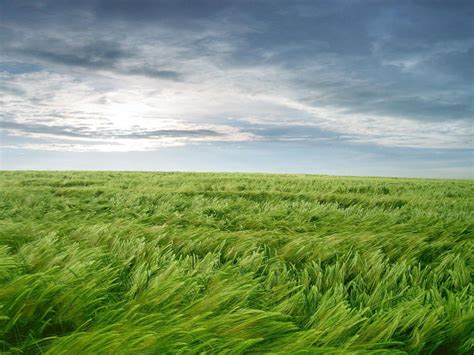 Wind Blowing Across Fields of the Heart | Landscape wallpaper ...