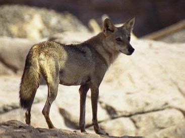 Arabian wolf - Alchetron, The Free Social Encyclopedia