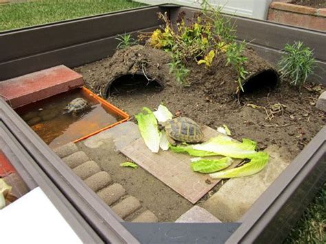 Outdoor Turtle Habitat. Would need some modifications to prevent ...